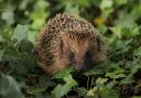 Hedgehogs are one of the species most in trouble in the UK