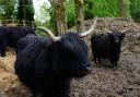 Highland cattle near Brockhole
