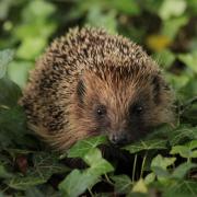 Hedgehogs are one of the species most in trouble in the UK