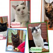 Animal Rescue Cumbria cats for rehoming