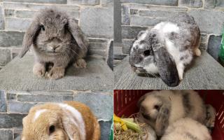 Five rabbits that have been recovered after ten to 15 were dumped near Dalton