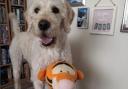 Buddy the furry grandson with Tigger from Joan Mcdougall