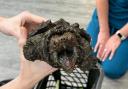 'Fluffy' the alligator snapping turtle has been looked after at the National Centre for Reptile Welfare in Cornwall