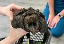 Fluffy, the alligator snapping turtle