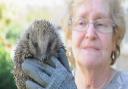 Irene Cannon, who runs Furness Hedgehog Rescue