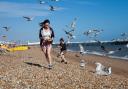 Seagulls swoop for chips at the seaside