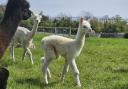Bardsea Alpacas and Llamas welcomes new babies