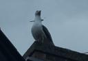 The seagull spotted again on Abbey Road