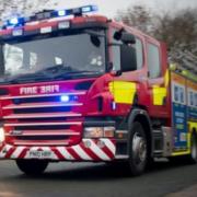 Animal rescued from railings by fire service