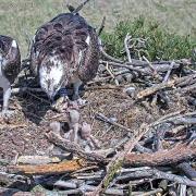Three osprey chicks being fed at Foulshaw Moss Nature Reserve