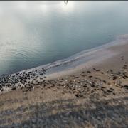 Seal colony at Walney Beach.