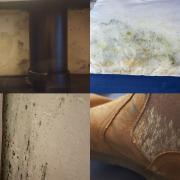 Mould in different parts of Mr Morgan's cottage