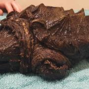 Fluffy the alligator snapping turtle