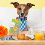 Taking your four-legged friend on holiday? Consider this Lake District hotel