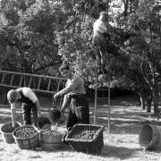 Damson picking in the 1940’s.