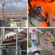 Pictures from inside the South Lakes Safari Zoo