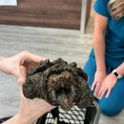 Fluffy, the alligator snapping turtle