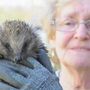 Irene Cannon, who runs Furness Hedgehog Rescue