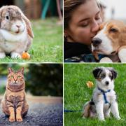 Pets may help us reduce stress, says PDSA