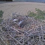 The three eggs are visible at the nest