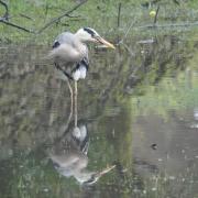 Saturday morning heron in damp in Grasmere.