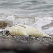 A seal pup relaxing at the start of this season