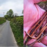 The police found the large nails on pull ins in the village