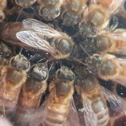 The association will teach people the basics of how to do beekeeping