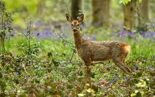 This deer took Hampshire Chronicle Camera Club member Rachel Parker by surprise when it ran in