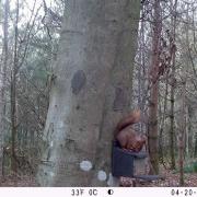 Jason Braithwaite said that this was the first red squirrel seen in this woodland in 20 years