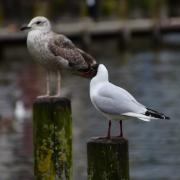Gulls at Windermere