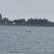 The pod of dolphins spotted near Piel island