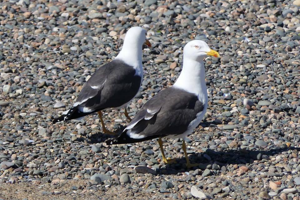 MISCHIEF: Two mischievous looking seagulls on the prowl