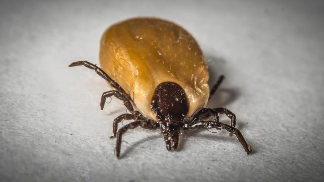 How to avoid contracting Lyme disease from tick bites this summer
