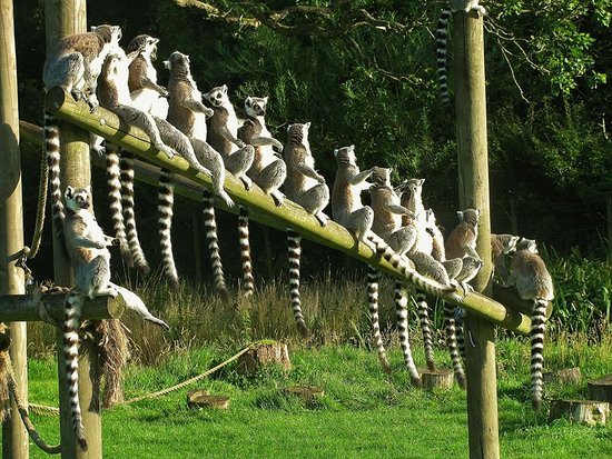 MISSED: the animals at Lake District Wildlife Park