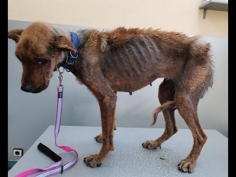 STARVING: Ruzha was spotted by Romany on social media and was days away from death