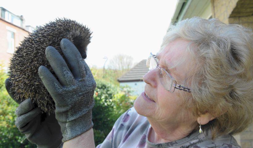 INSPIRATION: Irene Cannon of Furness Hedgehog Rescue with one of her hedgehog patients