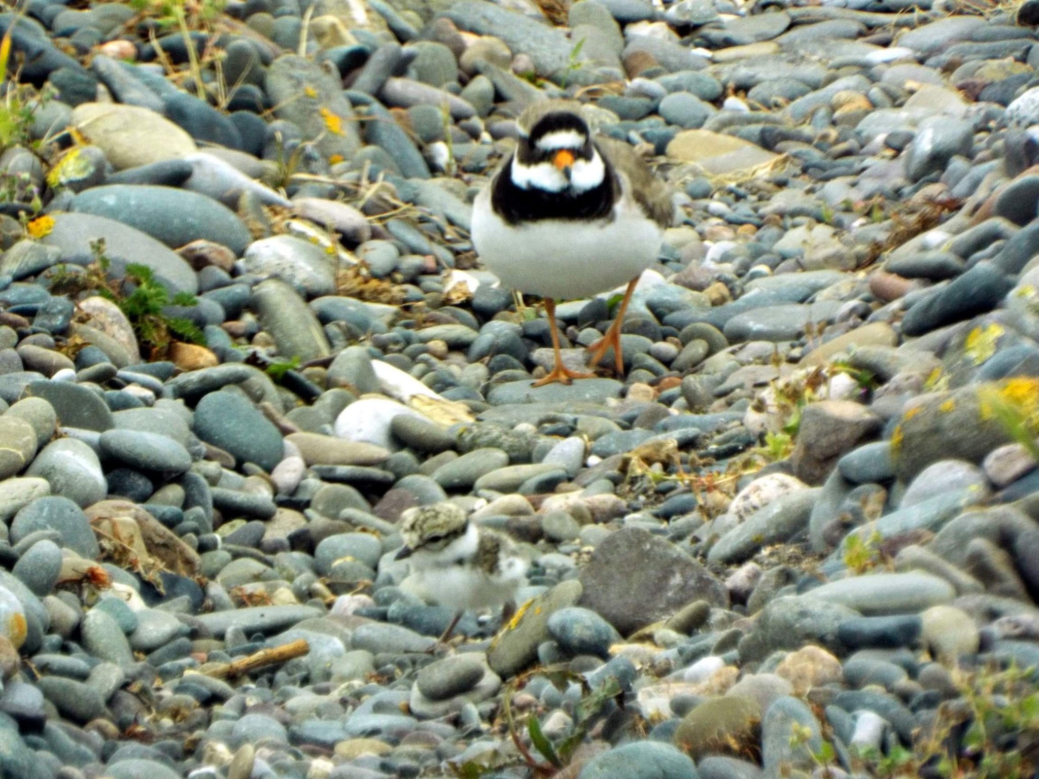 QUIET: Ringed Plover and Chick Credit: Cumbria Wildlife Trust