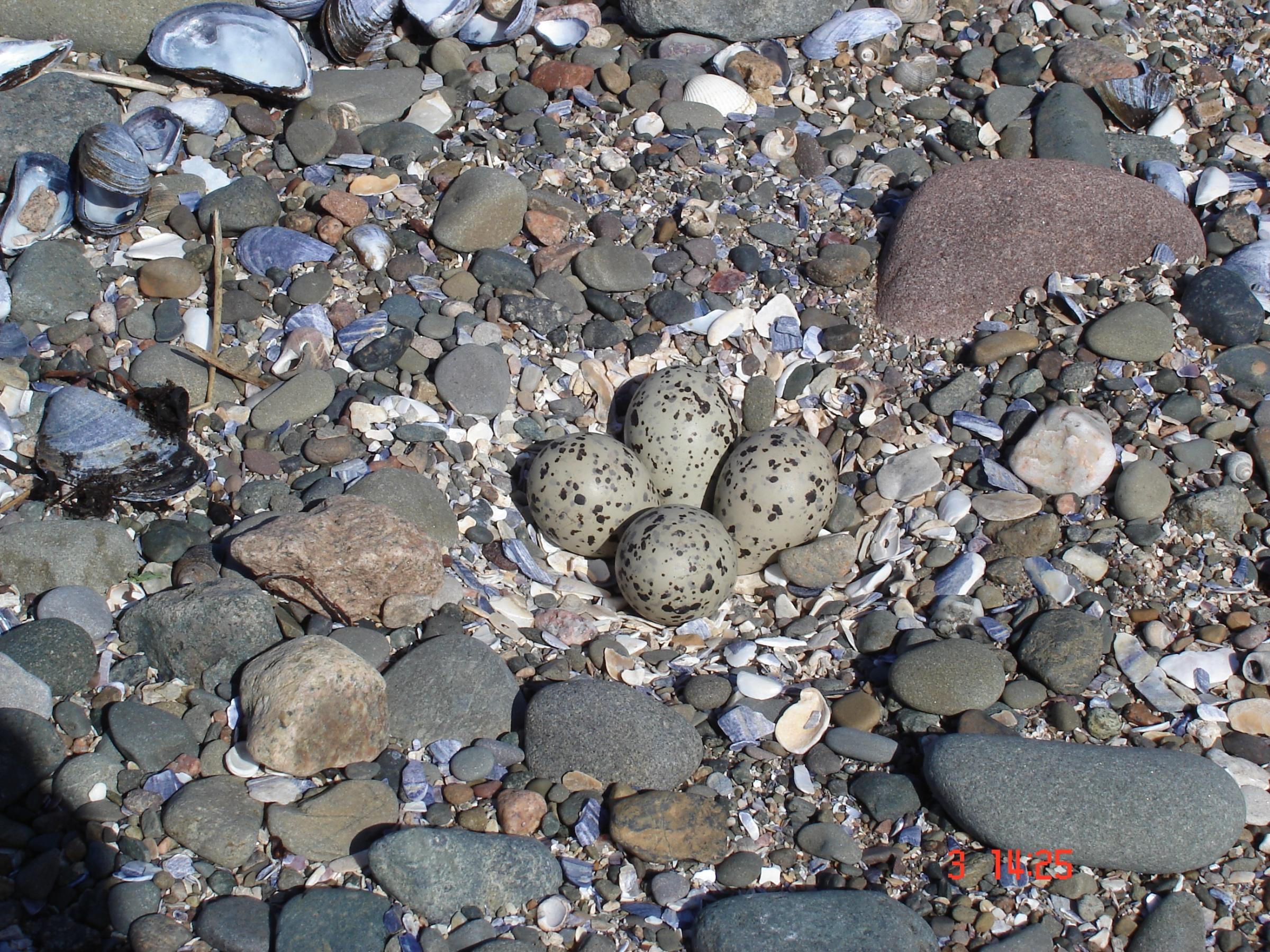 NATURE: Arctic tern eggs. Credit: Duncan Cooke