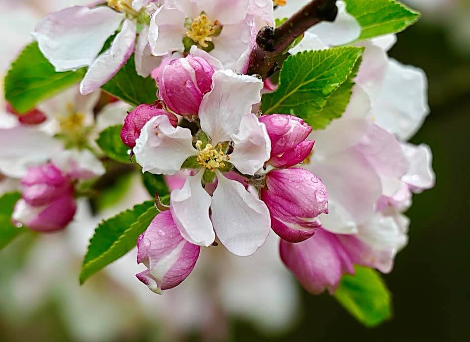 PRETTY: Spring apple blossom by The Mail Camera Club member Karen Shuttleworth