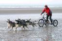 ACTION: Sonia with some of the pack on Bootle beach