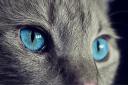 Cats eyes