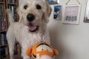 Buddy the furry grandson with Tigger from Joan Mcdougall