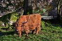 Highland cattle at Rusland taken by Mail Camera Club member Brian McGrevey