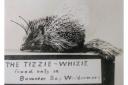 Legend has it, Bowness-on-Windermere is home to a tiny little creature called Tizzie-Whizie