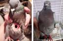 The pigeon has fully recovered after being shot at.