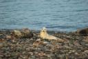 Seal pup at South Walney Nature Reserve.