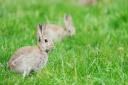 Myxomatosis has been spotted in the region