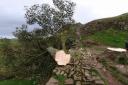 Sycamore Gap tree has been 'felled'