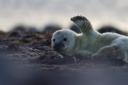First seal pup at South Walney Nature Reserve in 2020